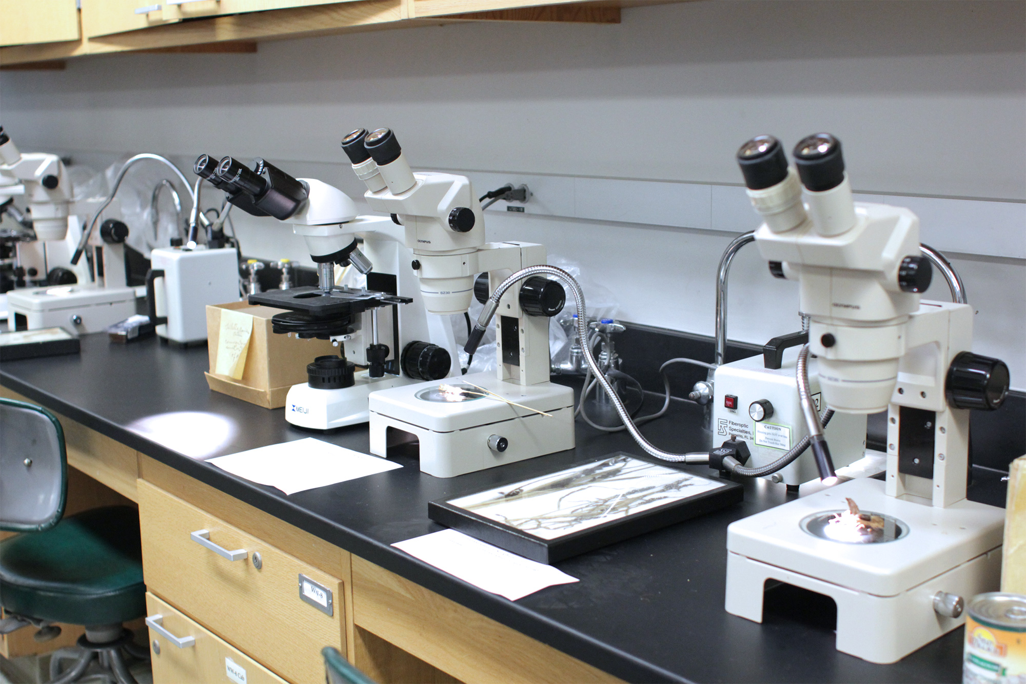 microscopes in a lab
