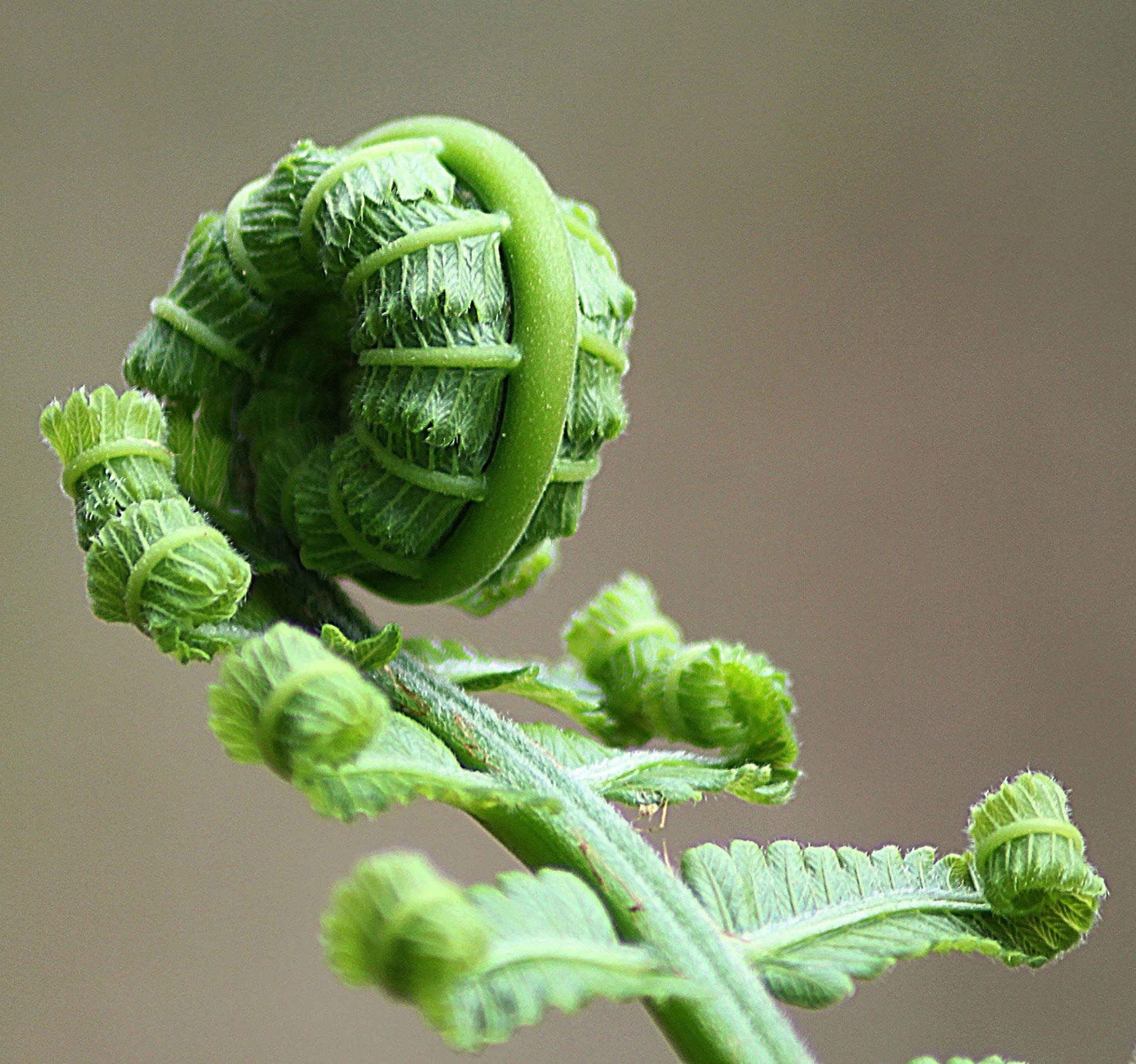 green fern about to unfurl
