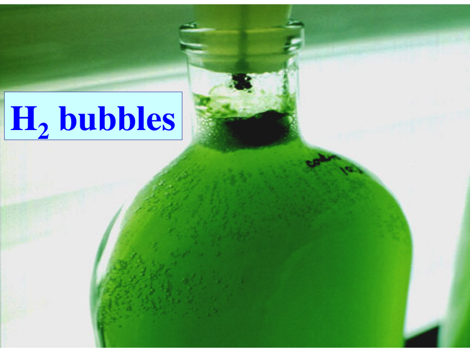 A hydrogen-producing Chlamydomonas reinhardtii culture. Hydrogen bubbles emanate toward the surface of the liquid medium.