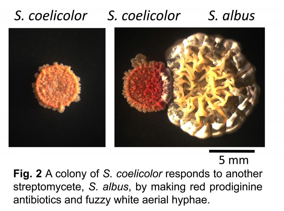 Fig. 2 A colony of S. coelicolor responds to another streptomycete, S. albus, by making red prodiginine antibiotics and fuzzy white aerial hyphae