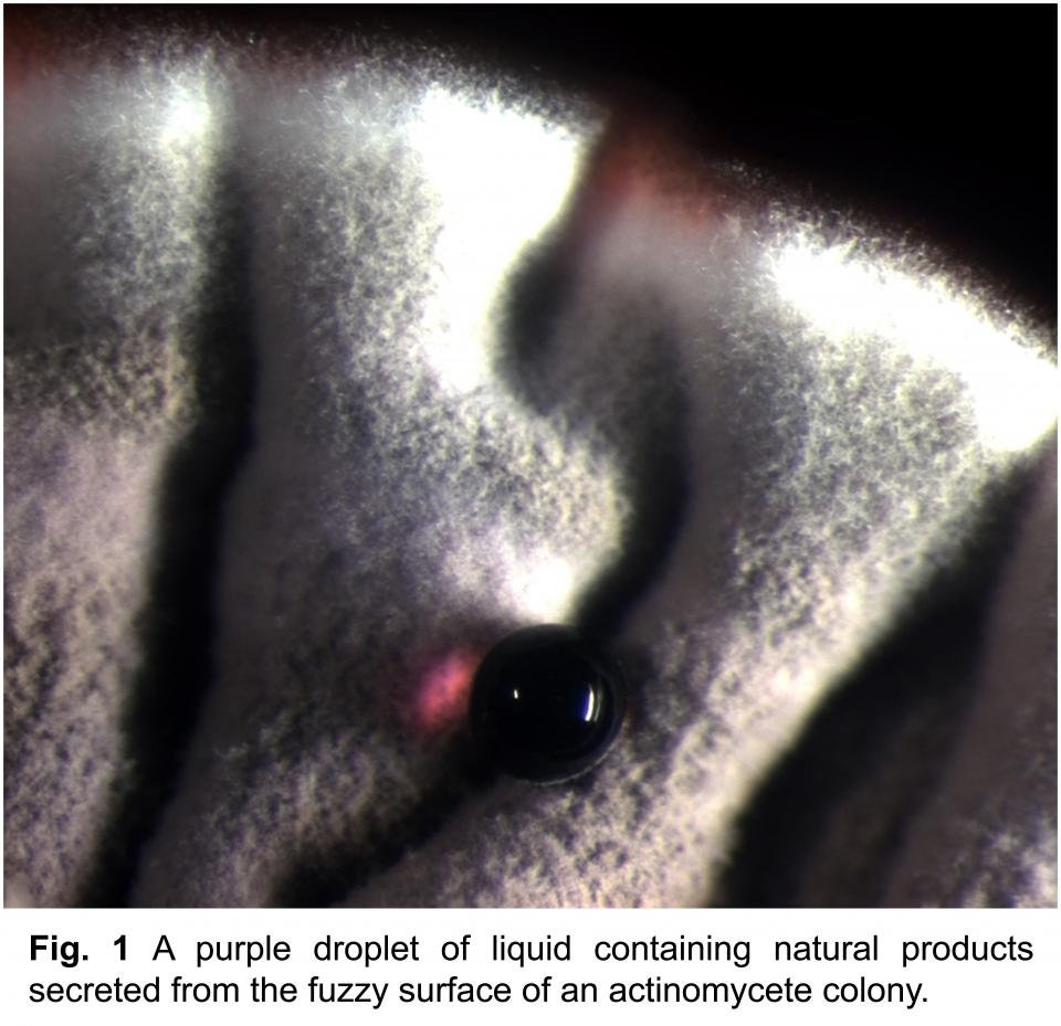 FIg. 1 A purple droplet of liquid containing natural products secreted from the fuzzy surface of an actinomycete colony